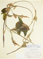 藏品(眼子菜屬)的圖片